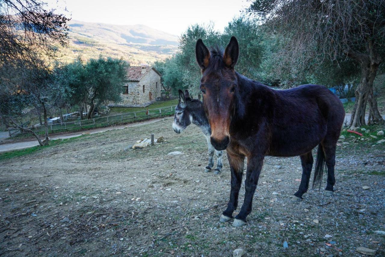 La Casina Di Giannetto ξενώνας Seggiano Εξωτερικό φωτογραφία